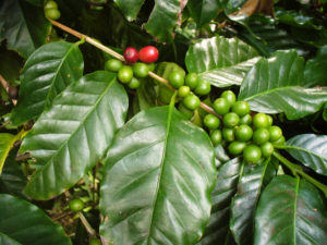 café arabica ou robusta